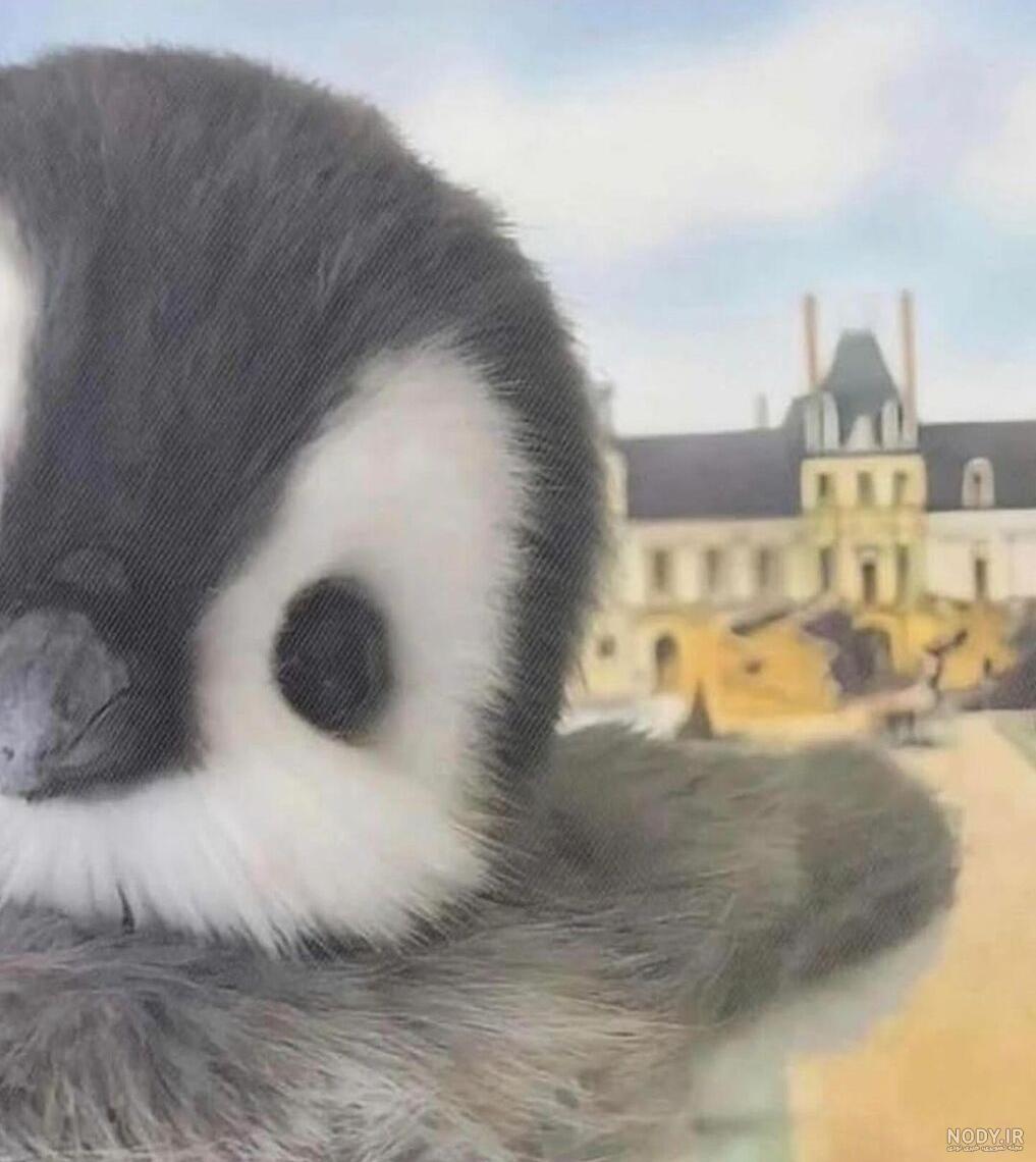  عکس بچه پنگوئن واقعی