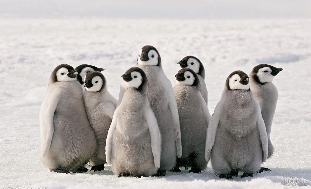 عکس بچه پنگوئن واقعی