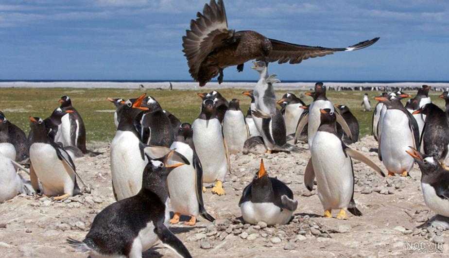  عکس بچه پنگوئن واقعی