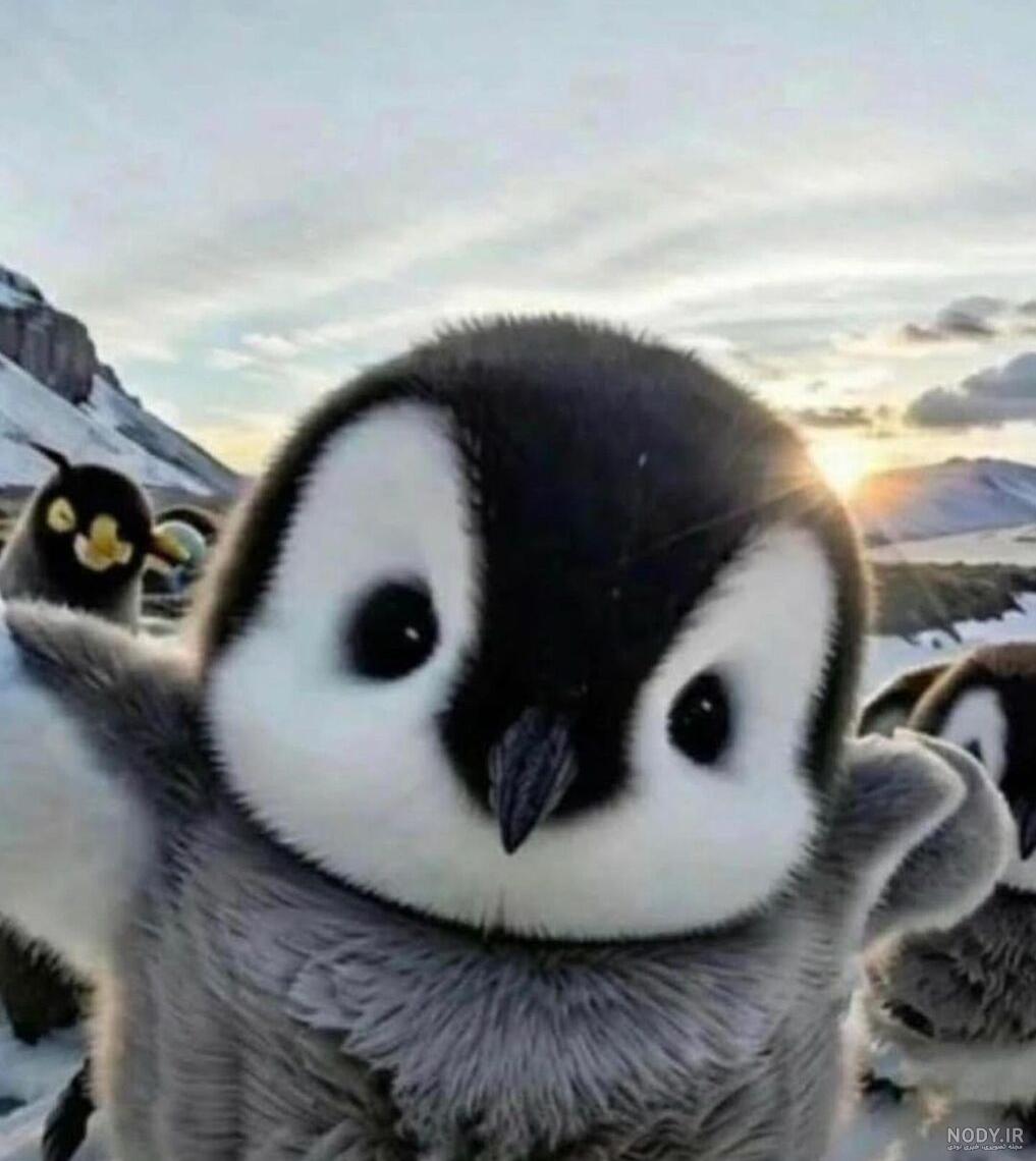  عکس بچه پنگوئن واقعی