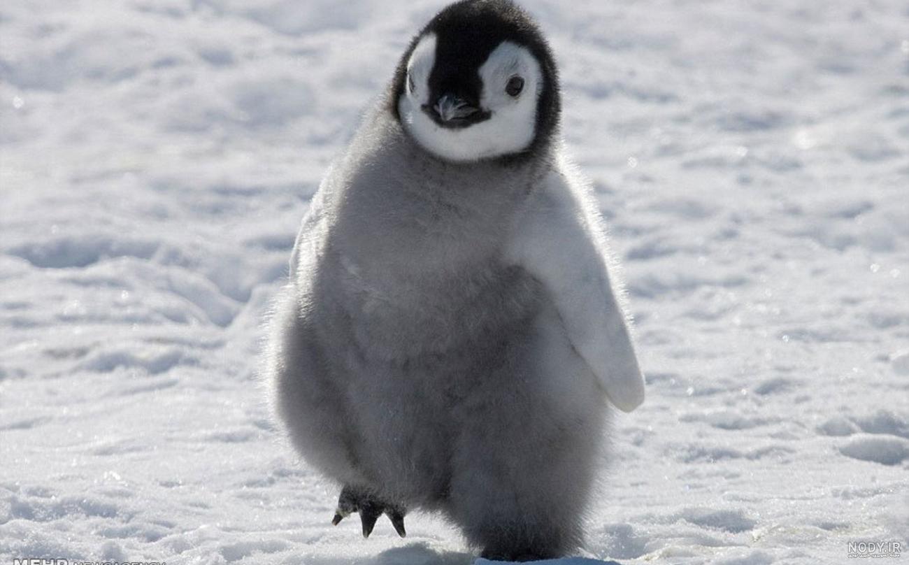  عکس بچه پنگوئن واقعی