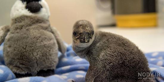  عکس بچه پنگوئن واقعی