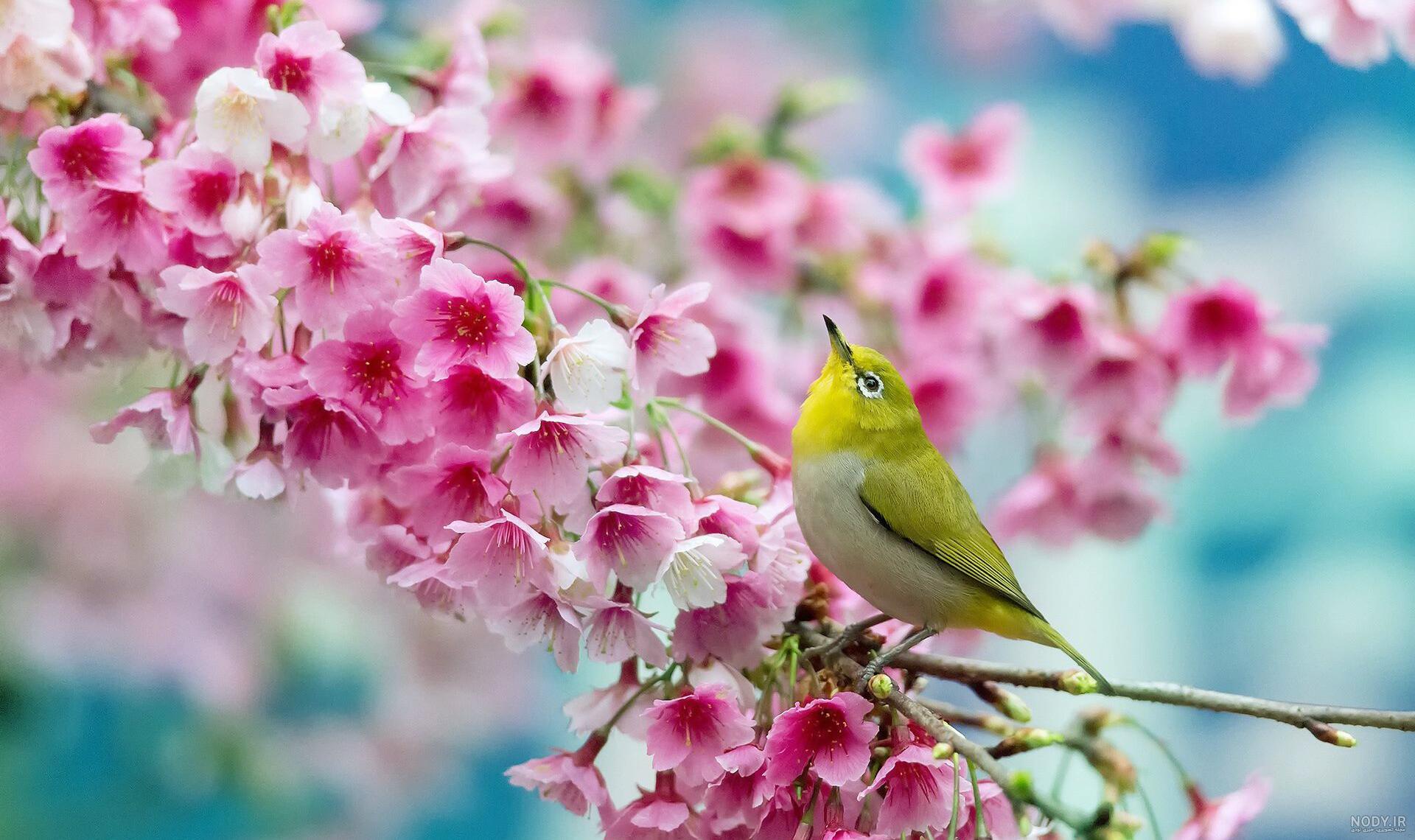15 عکس طبیعت بهاری کیفیت بالا🌸زیباترین عکس طبیعت بهاری جدید