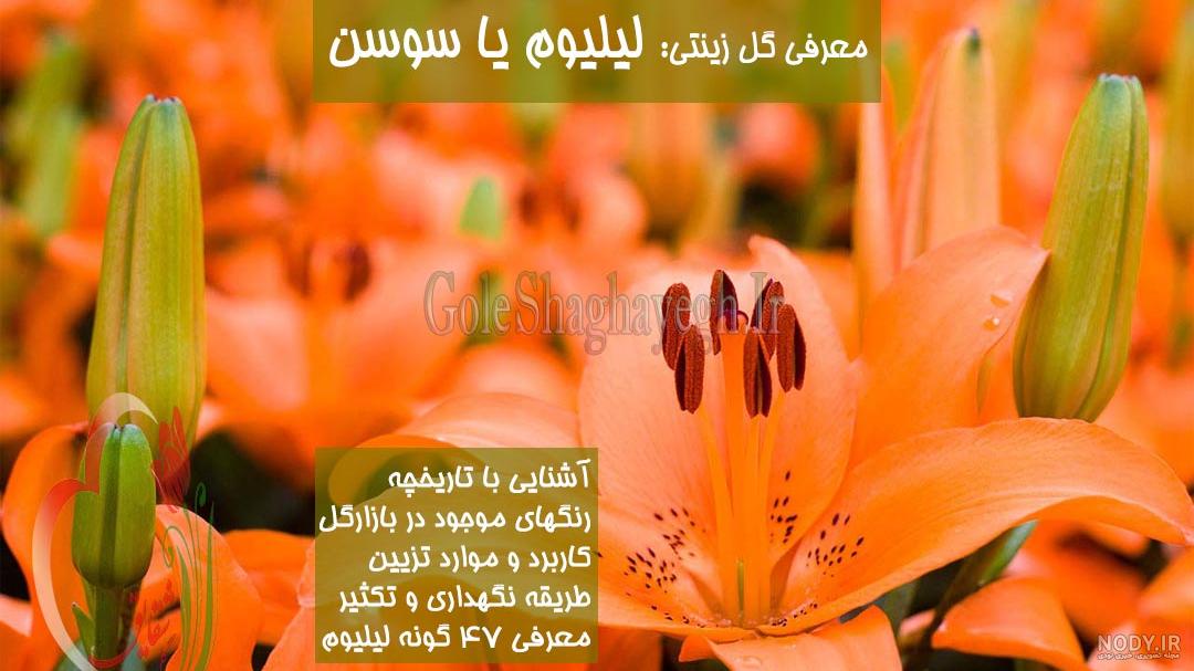 65 عکس گل لیلیوم (سوسن) زیبا و دیدنی