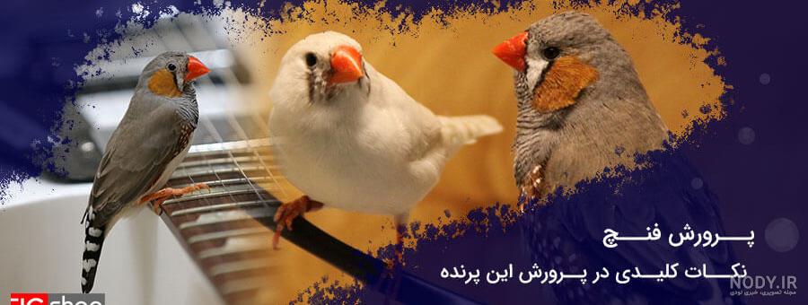 آشنایی با نحوه نگهداری و تکثیر فنچ سفید آشنایی با نحوه نگهداری و تکثیر فنچ سفید