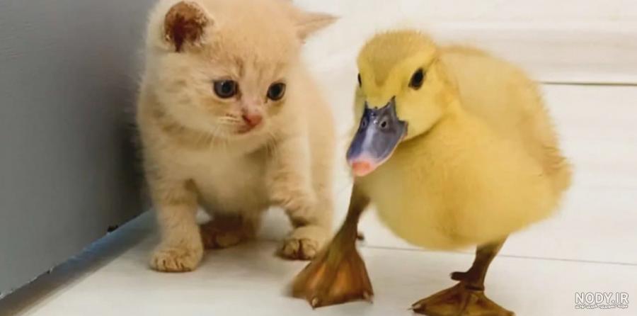 اردک کاکلی‎ (@joje_zi3) • Instagram photos and videos