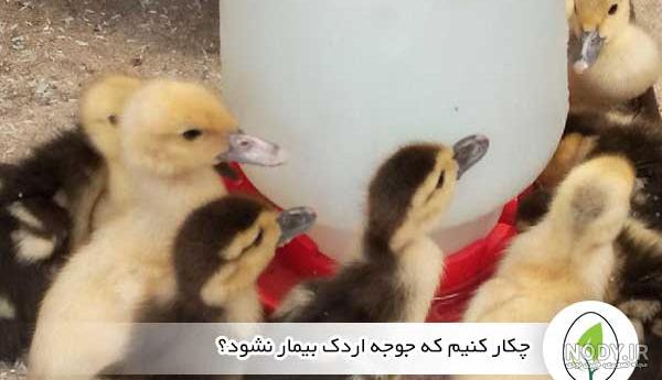 از جذابیت های حیات وحش؛ کلاغ چشمش پِی جوجه اردک ها بود اما مامانشون عین شیر جلوش وایساد از جذابیت های حیات وحش؛ کلاغ چشمش پِی جوجه اردک ها بود اما مامانشون عین شیر جلوش وایساد