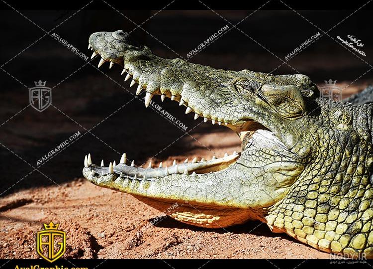 اسباب بازی حیوانات چندش ژله ای تمساح دم دراز صورتی - فروشگاه اسباب بازی پیام کالا اسباب بازی حیوانات چندش ژله ای تمساح دم دراز صورتی - فروشگاه اسباب بازی پیام کالا