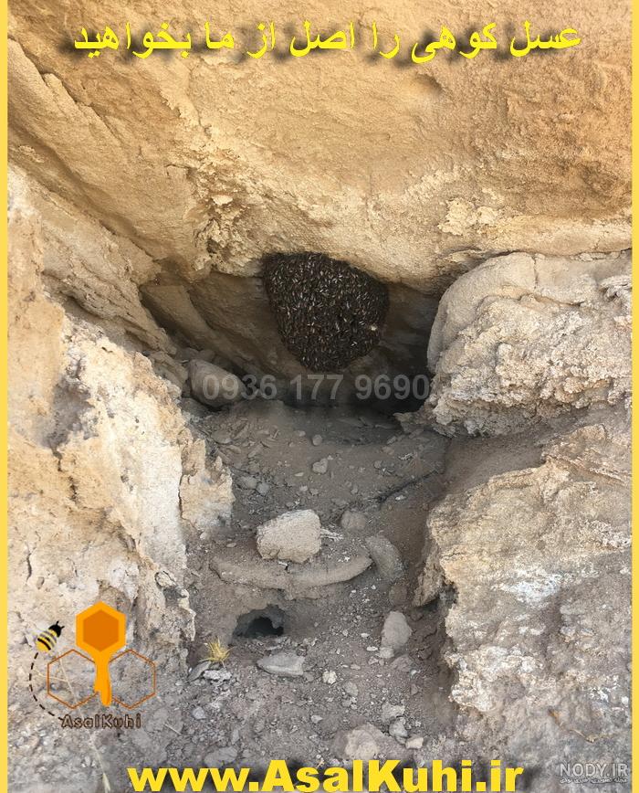 برداشت عسل طبیعی از کوه + تصاویر برداشت عسل طبیعی از کوه + تصاویر