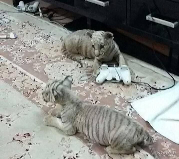بچه ببر سفید 1007061 بچه ببر سفید 1007061