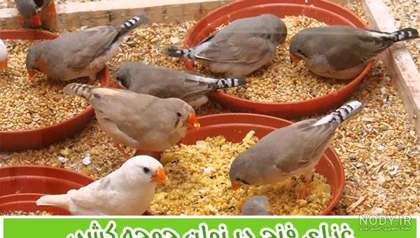 بچه فنچ ها وقتی سر از تخم در میارن بچه فنچ ها وقتی سر از تخم در میارن