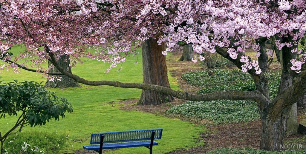 تصاویر مدل عکس پس زمینه بهاری؛ مدل های جدید با تنوع و زیبایی بالا