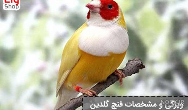 تغذیه فنچ | غذای فنچ از جوجگی تا بلوغ و تخم گذاری - فروشگاه چیکن دیوایس تغذیه فنچ | غذای فنچ از جوجگی تا بلوغ و تخم گذاری - فروشگاه چیکن دیوایس