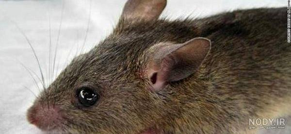 تفاوت موش خانگی و موش صحرایی و دلیل اهمیت آن :: سم موش تفاوت موش خانگی و موش صحرایی و دلیل اهمیت آن :: سم موش