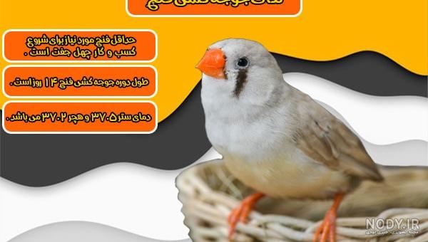 تمامی نکات مربوط به پرورش فنچ پاکستانی یا چاشنی - مرجع تخصصی حیوانات تمامی نکات مربوط به پرورش فنچ پاکستانی یا چاشنی - مرجع تخصصی حیوانات