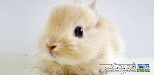 جالب ترین عکس های بچه های حیوانات مختلف جالب ترین عکس های بچه های حیوانات مختلف