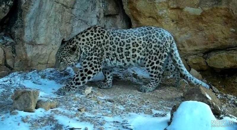 جنگل زیبای قـطری شاهرود؛ هم رنگ ابر و هم نوای باران - خبرگزاری مهر | اخبار ایران و جهان | Mehr News Agency جنگل زیبای قـطری شاهرود؛ هم رنگ ابر و هم نوای باران - خبرگزاری مهر | اخبار ایران و جهان | Mehr News Agency