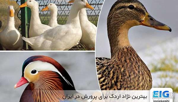 خواب ناز جوجه اردک... - عکس ویسگون خواب ناز جوجه اردک... - عکس ویسگون