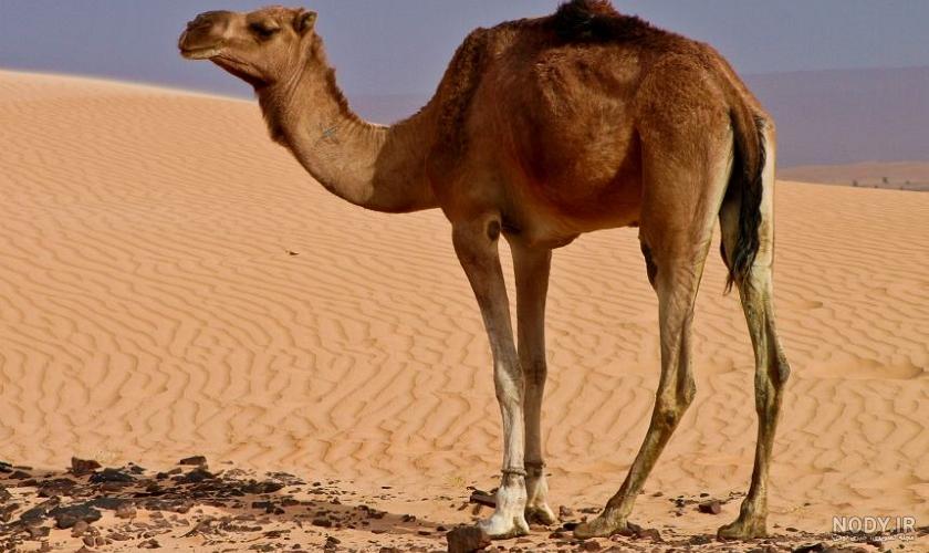 دشت کویر دشت کویر