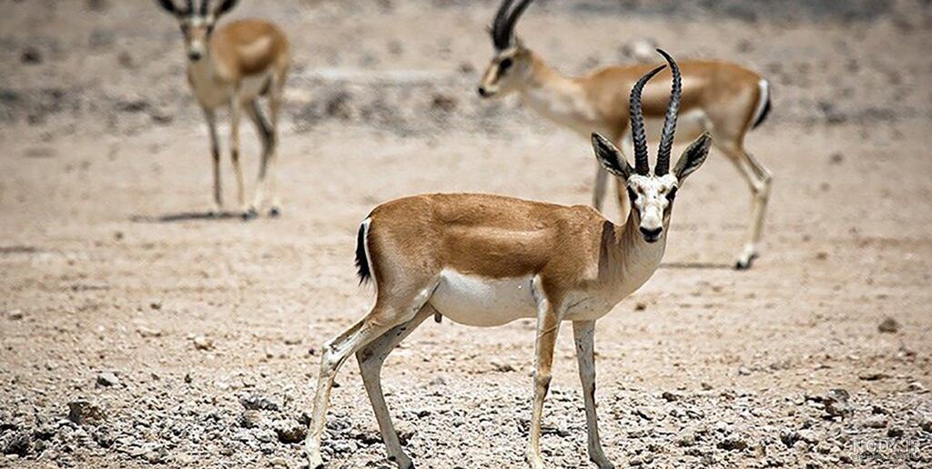 زیباترین آهوی جهان در ایران | تیزپای طلایی دشت‌های فلات - پایگاه اطلاع  رسانی دیارمیرزا