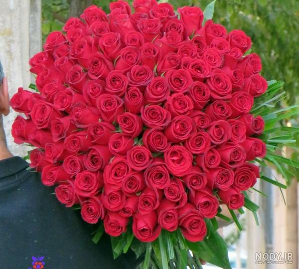 عاشقانه عکس گل محمدی قرمز زیبا