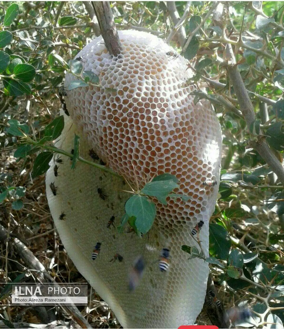 عسل طبیعی از دل کوه های باشت+تصاویر عسل طبیعی از دل کوه های باشت+تصاویر