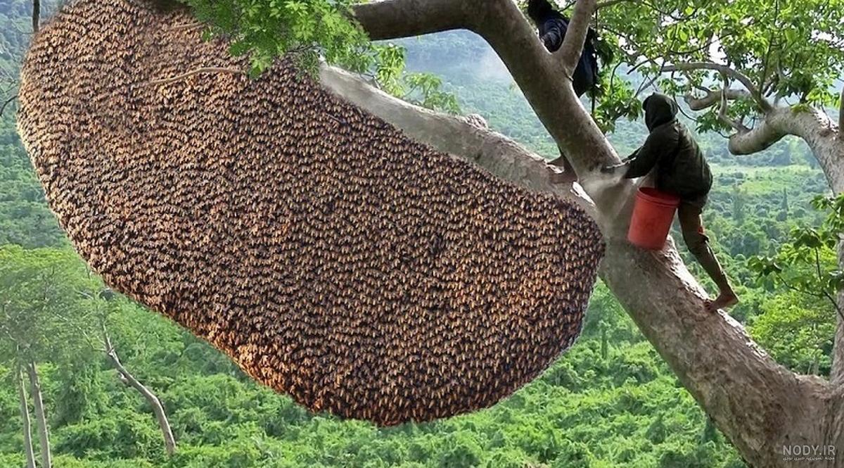 عسل طبیعی 0 تا 100 آنچه باید بدانید همراه با عکس عسل طبیعی عسل طبیعی 0 تا 100 آنچه باید بدانید همراه با عکس عسل طبیعی