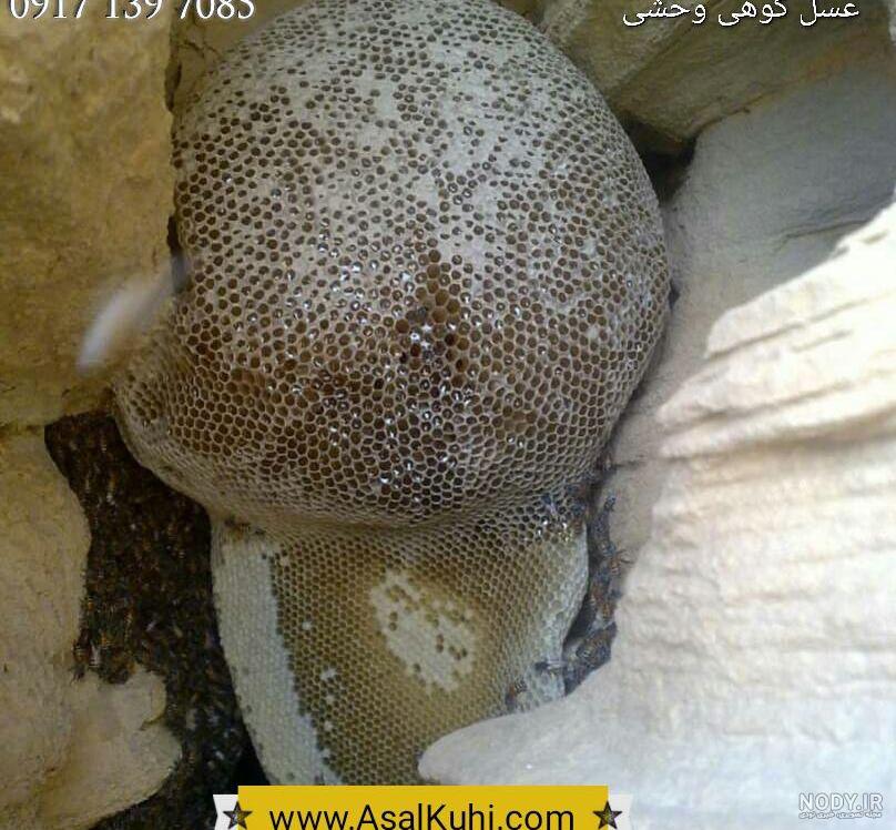 عسل طبيعي كوهي،مرغوبترين عسل خالص ايران عسل طبيعي كوهي،مرغوبترين عسل خالص ايران