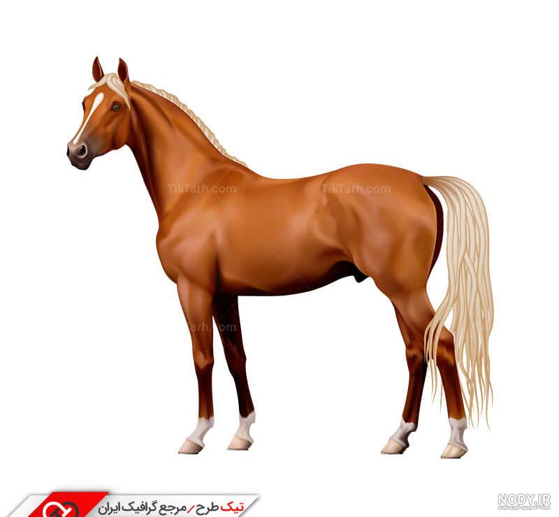 عکس با کیفیت از اسب قهوه ای با یال مشکی عکس با کیفیت از اسب قهوه ای با یال مشکی
