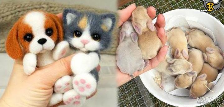 عکس بچه حیوانات عکس بچه حیوانات