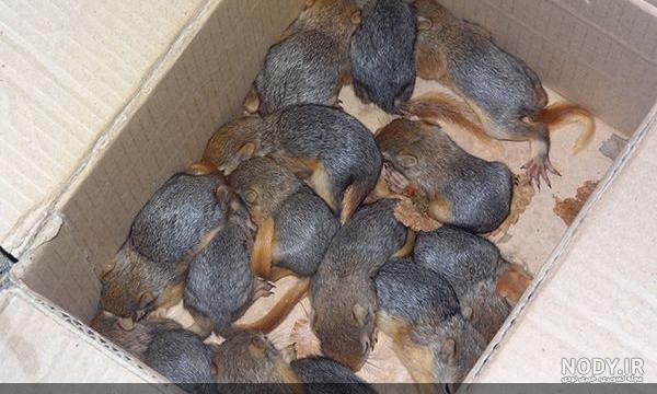 عکس بچه سنجاب ایرانی