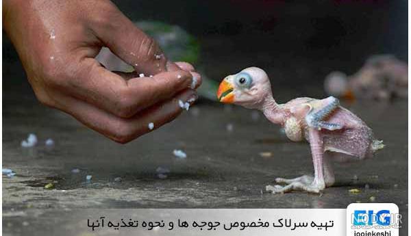 عکس بچه فنچ - عکس نودی عکس بچه فنچ - عکس نودی