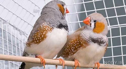 عکس بچه فنچ یک روزه عکس بچه فنچ یک روزه