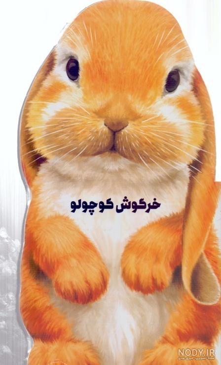 عکس خرگوش کوچولو عکس خرگوش کوچولو