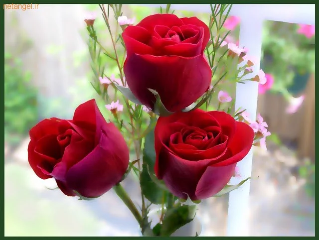 عکس زیباترین گل جهان واقعی