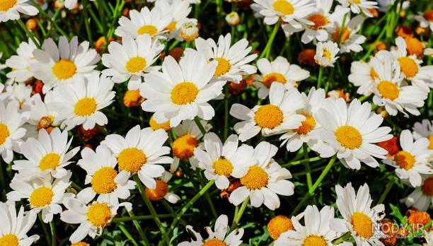 عکس شکوفه های بهاری برای تصویر زمینه عکس شکوفه های بهاری برای تصویر زمینه