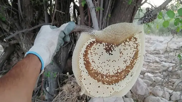 عکس عسل طبیعی در کوه عکس عسل طبیعی در کوه