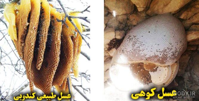 عکس عسل طبیعی کوهی عکس عسل طبیعی کوهی