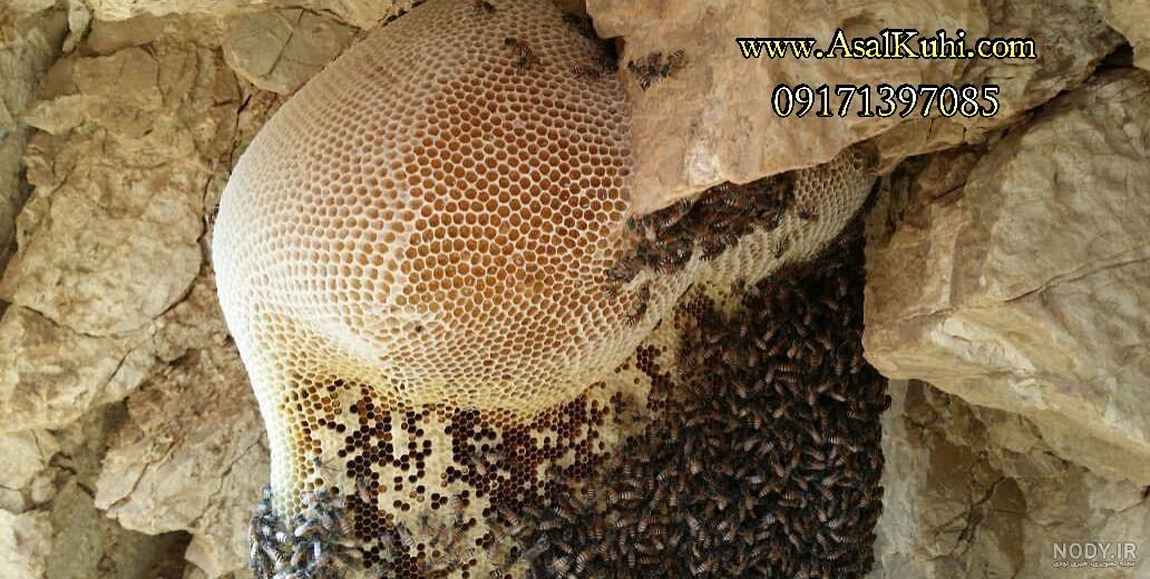 عکس عسل کوهی ، عکس عسل طبیعی ، شناخت عسل طبیعی با عکس عکس عسل کوهی ، عکس عسل طبیعی ، شناخت عسل طبیعی با عکس