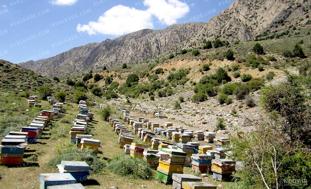 عکس عسل؛ 44 تصویر باکیفیت از عسل طبیعی | عسل آهوتا عکس عسل؛ 44 تصویر باکیفیت از عسل طبیعی | عسل آهوتا