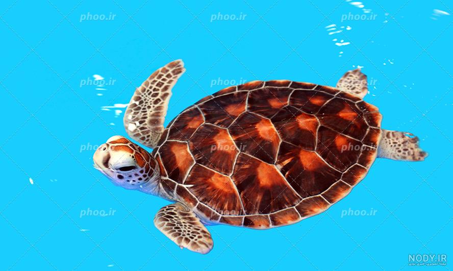 عکس لاک پشت های زیبا - عکس نودی