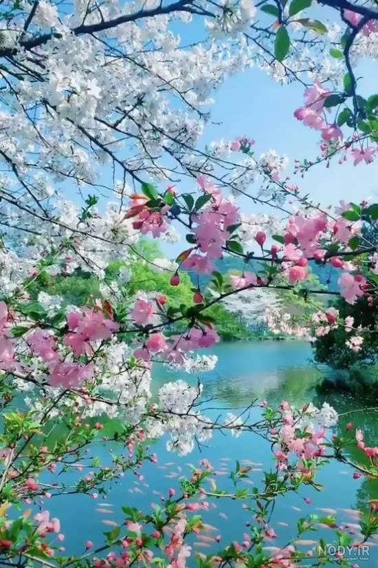 عکس منظره بهاری با کیفیت بالا