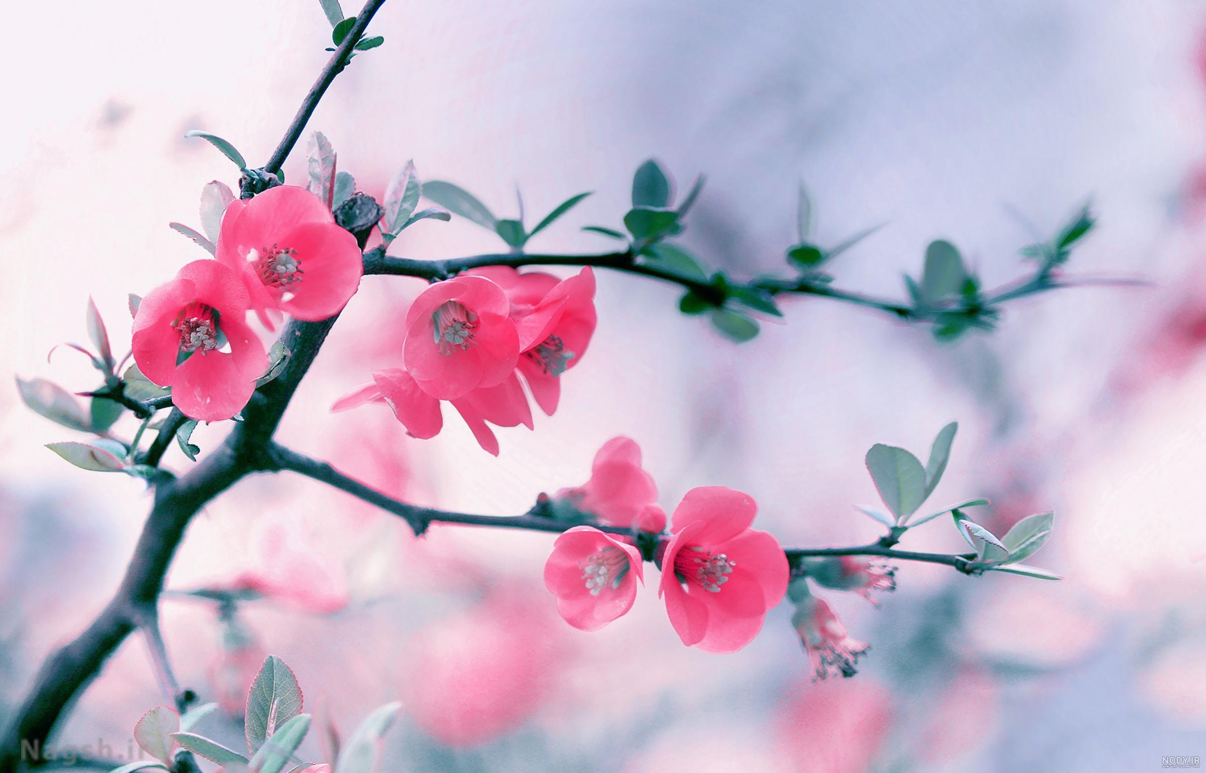 عکس منظره بهاری بسیار زیبا