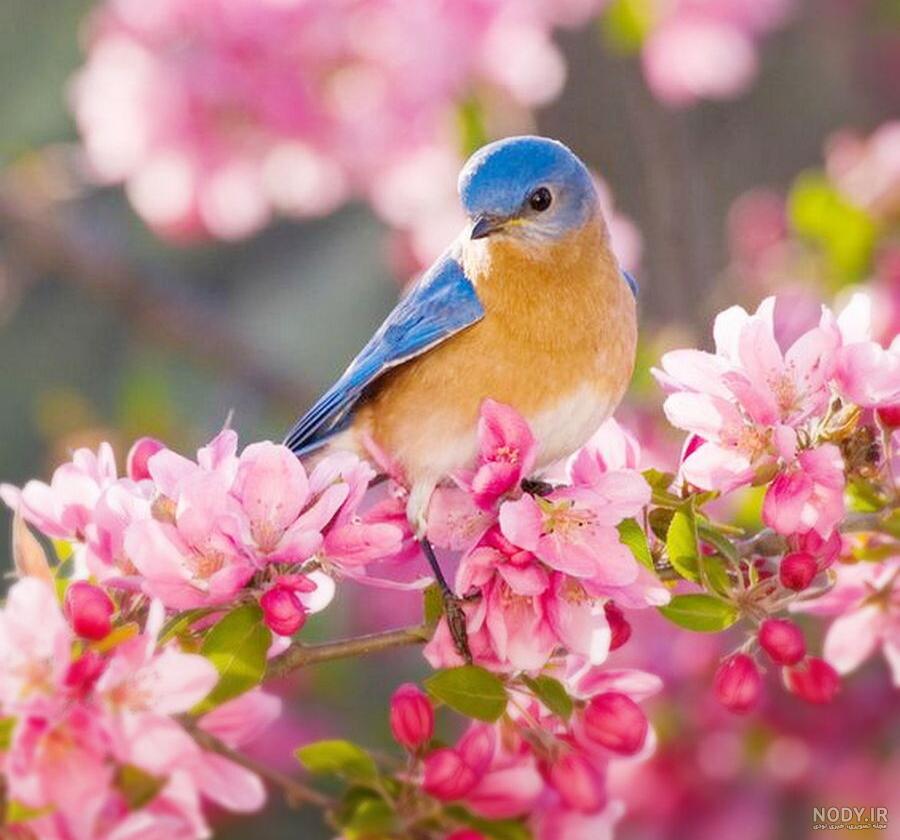 عکس منظره فصل بهار - عکس نودی