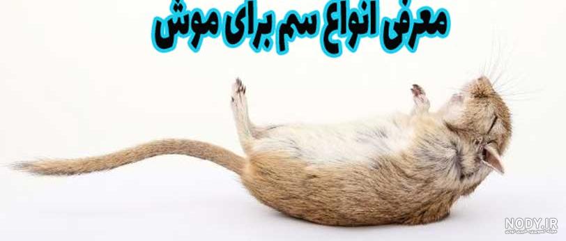 عکس نوزاد موش - عکس نودی عکس نوزاد موش - عکس نودی