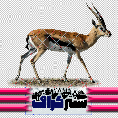 عکس هایی از آهو های زیبا
