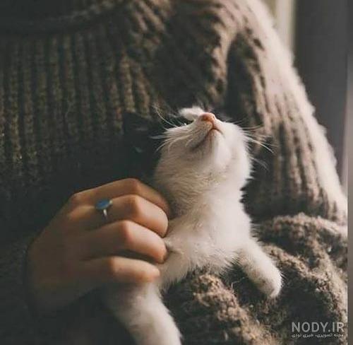 عکس پروفایل گربه دخترونه عکس پروفایل گربه دخترونه
