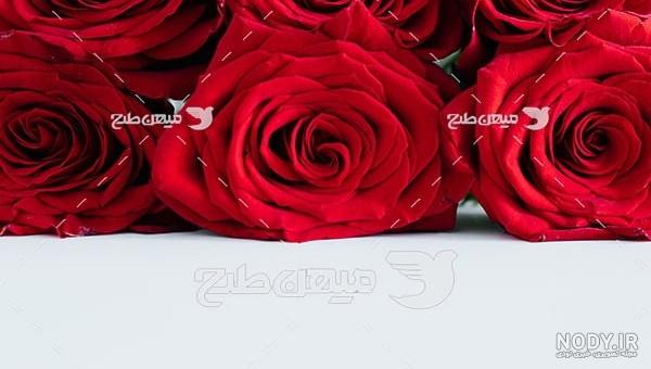 عکس پروفایل گل رز قرمز [ زیبا و عاشقانه ❣️ ]