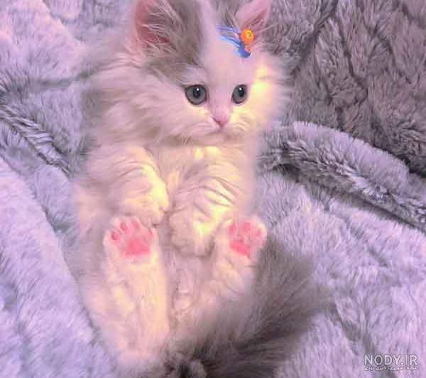 عکس گربه صورتی برای پس زمینه - عکس نودی عکس گربه صورتی برای پس زمینه - عکس نودی