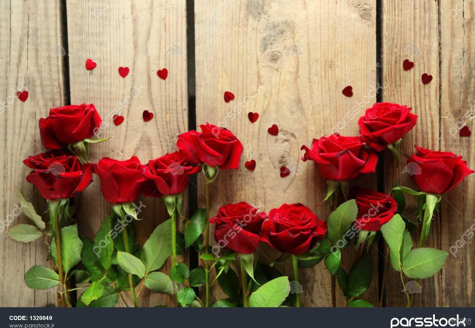 عکس گل رز قرمز زیبا برای پروفایل